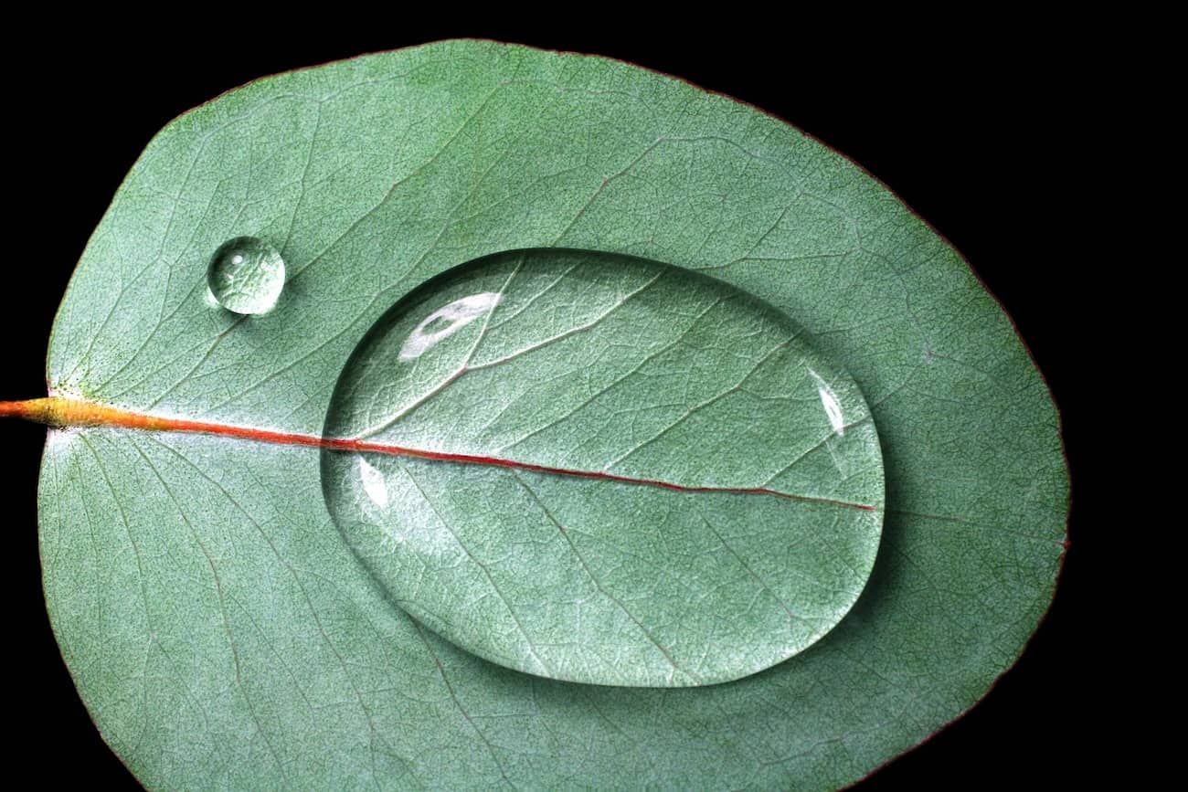 Eucalyptus leaf