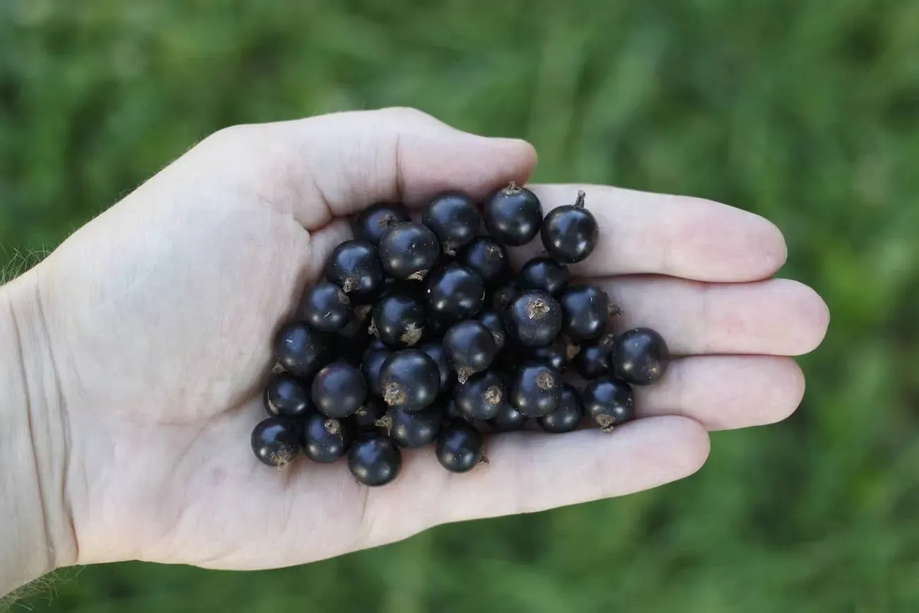 Harvesting Black Currant for Fragrance oil