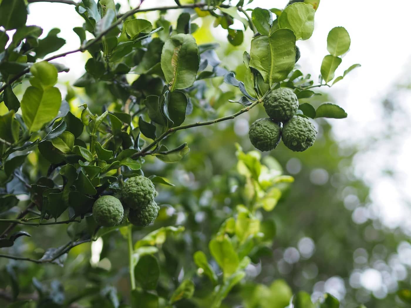 Harvesting Bergamot Fruit