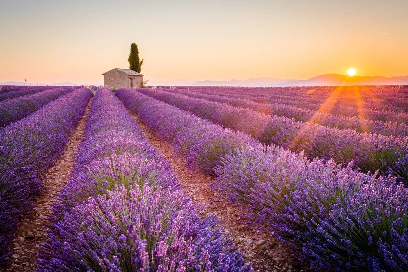 Lavender Fields Essential Oils