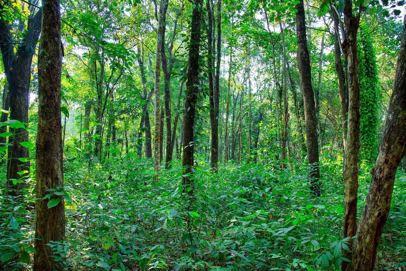 Sandalwood Trees