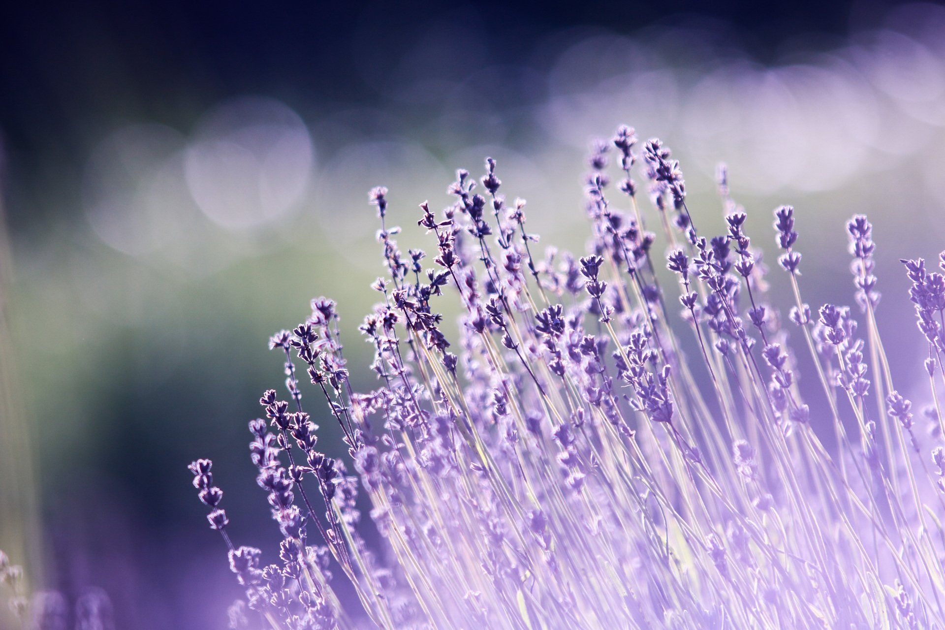 Lavender Sleepy Fragrance