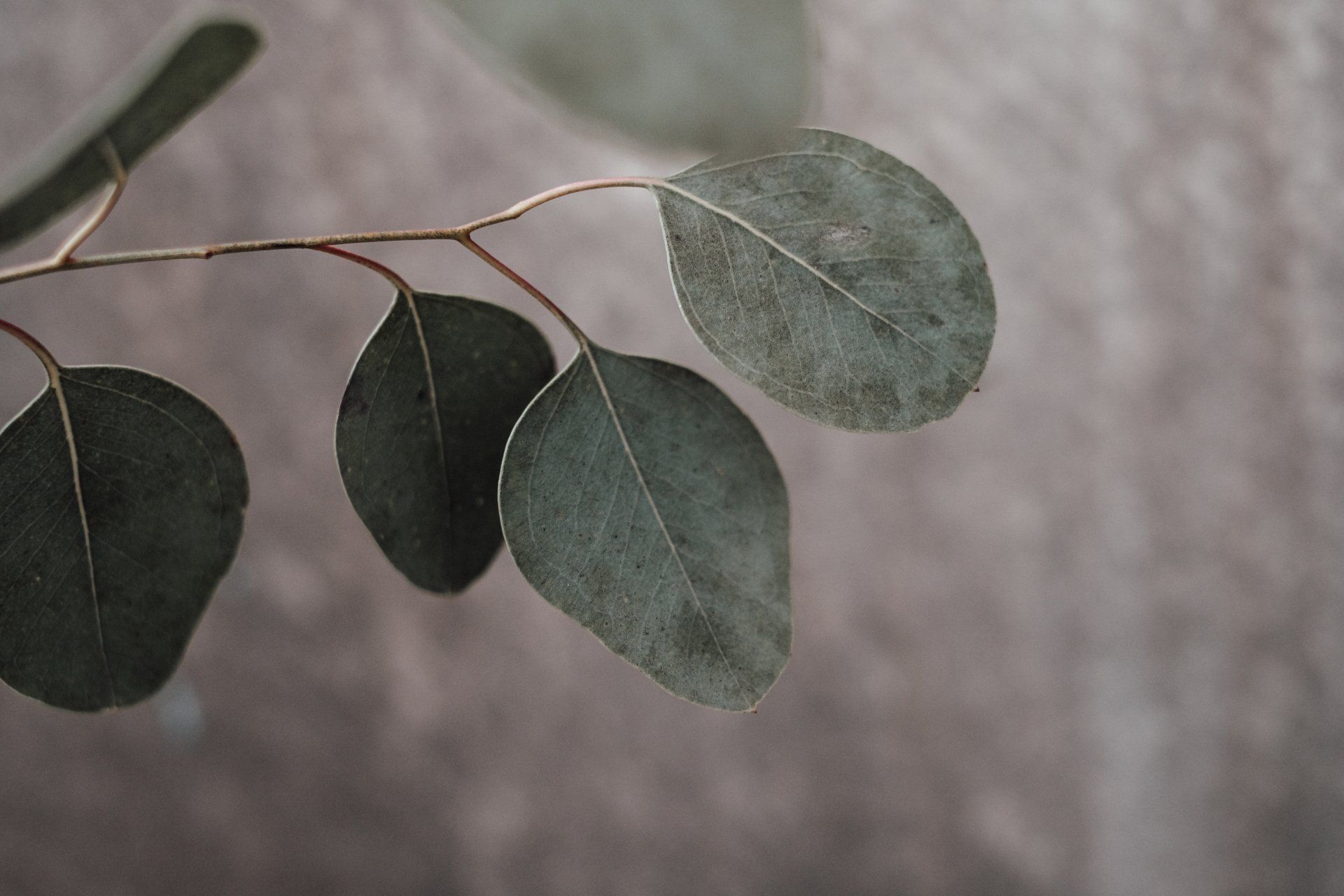 Eucalyptus leaves